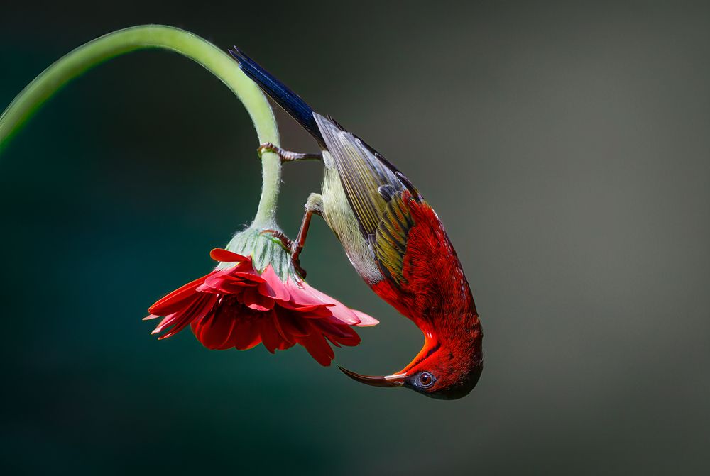 Photograph by Leo Ngo
