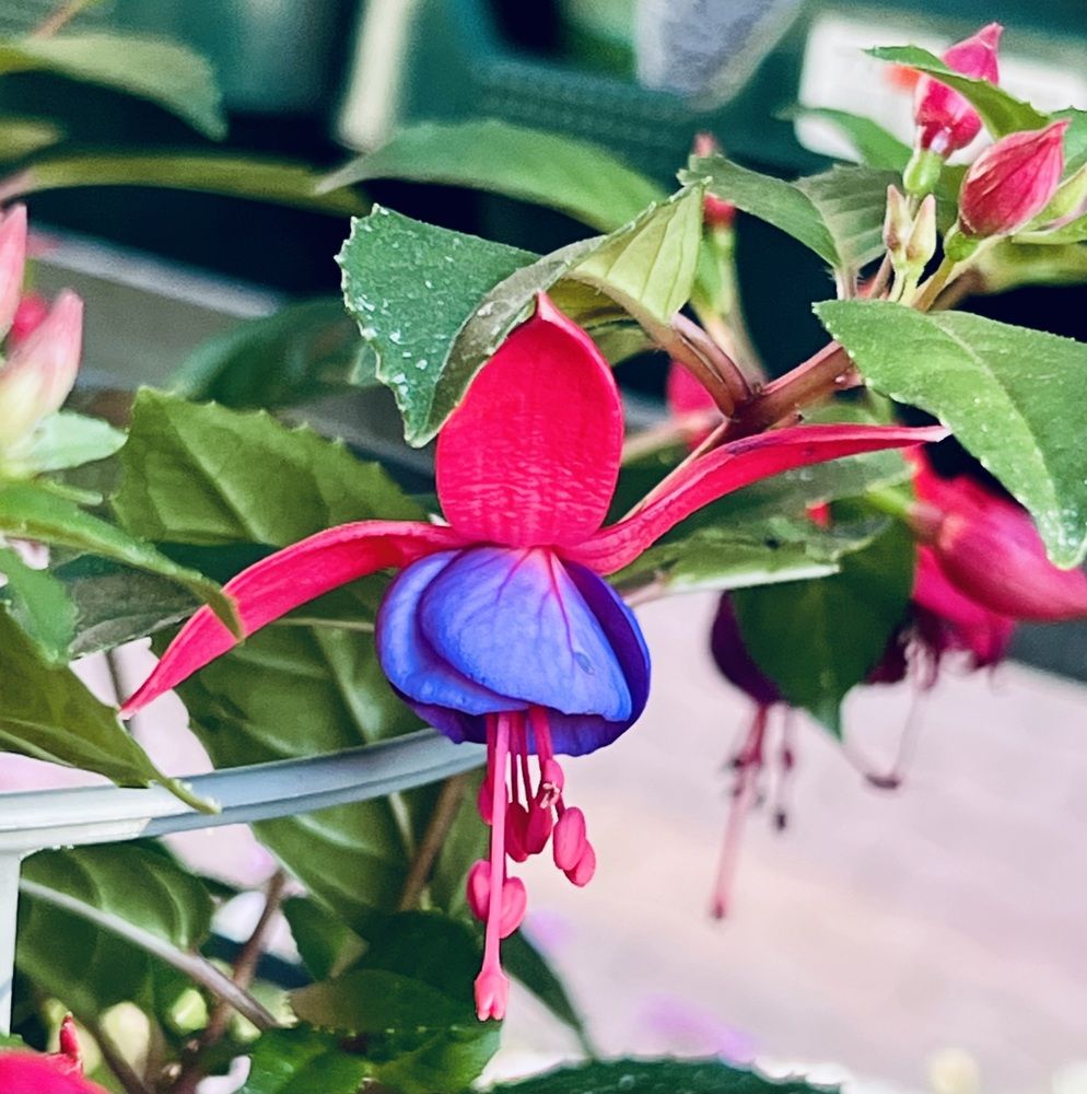 Photograph by Fatima Salimi