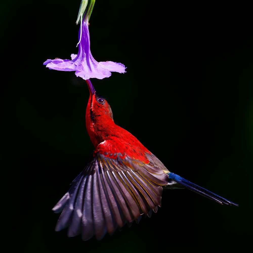 Photograph by Ngo Hoang Nguyen - Leo Ngo