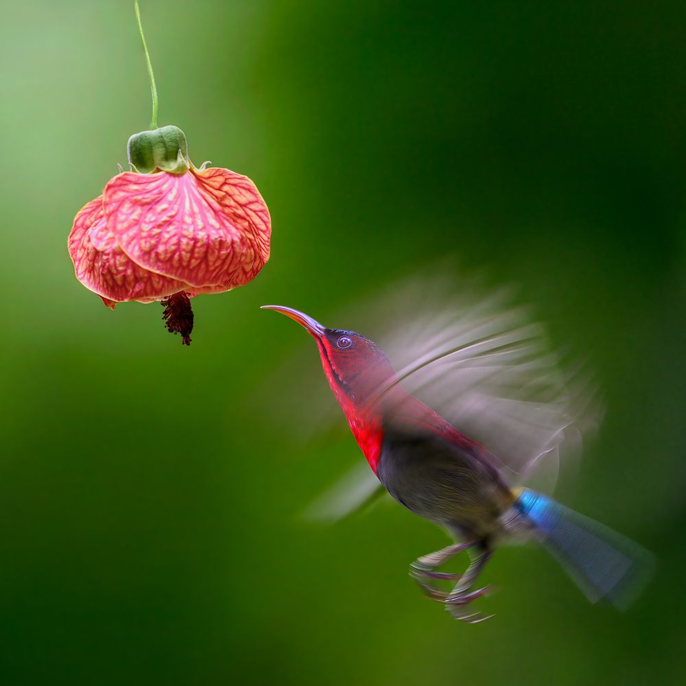 RAISE THE RED LANTERN.