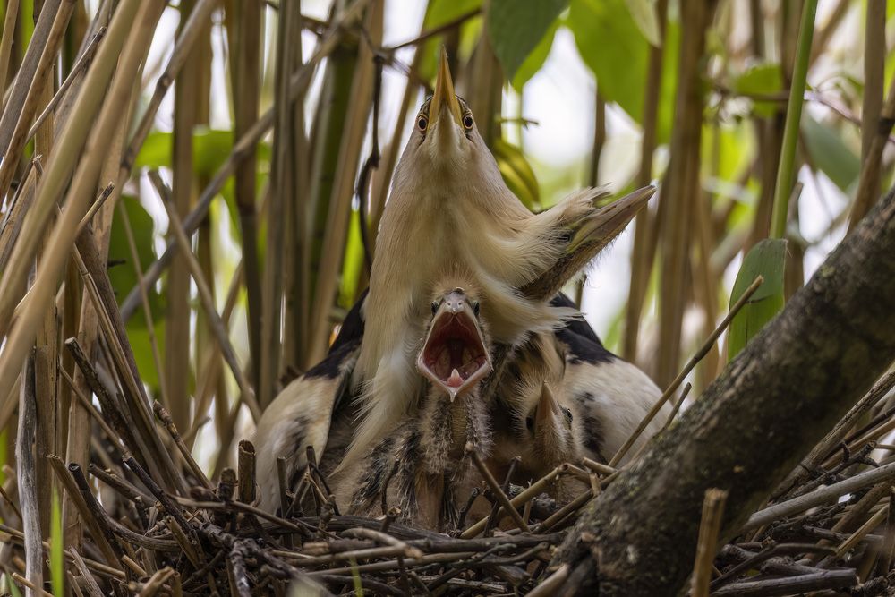Фотография автора Варвара Дронова