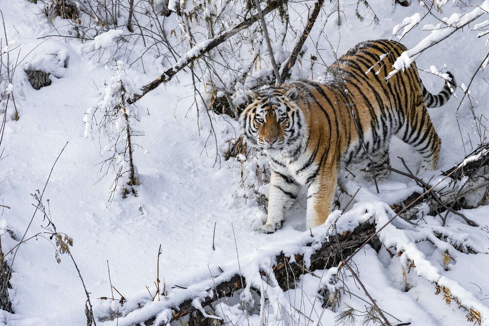 Фотография автора Варвара Дронова