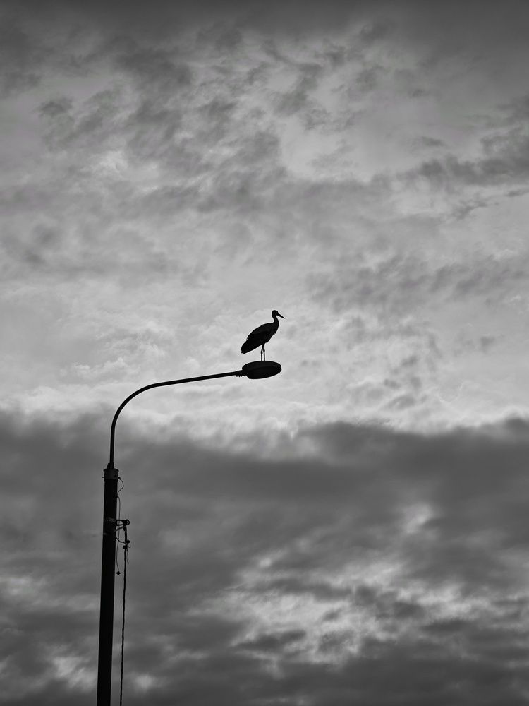Photo #12336993