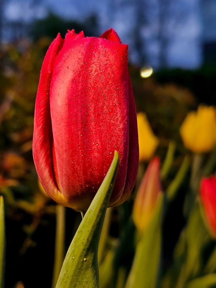 Фотография автора Maria Yakovleva