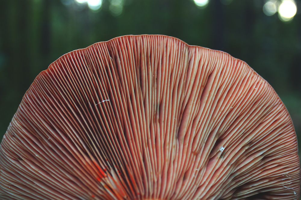 Photograph by Полина Овчинникова