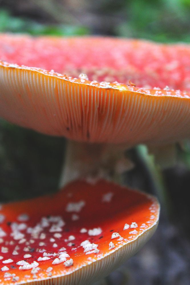 Photograph by Полина Овчинникова