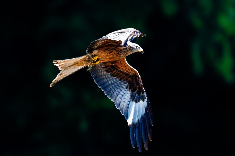 Red kite