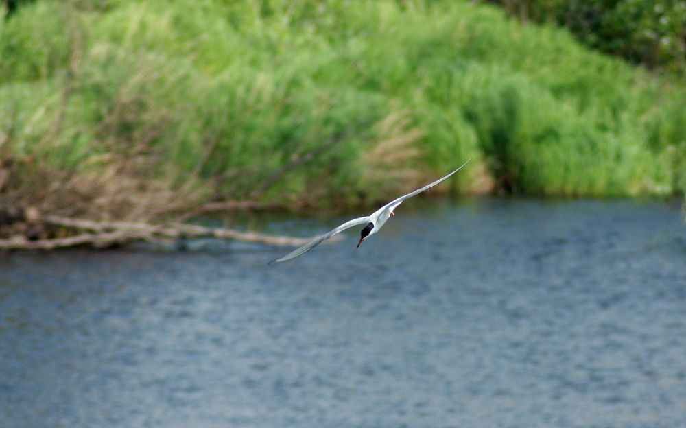Фотография автора Nelya  Lysenko