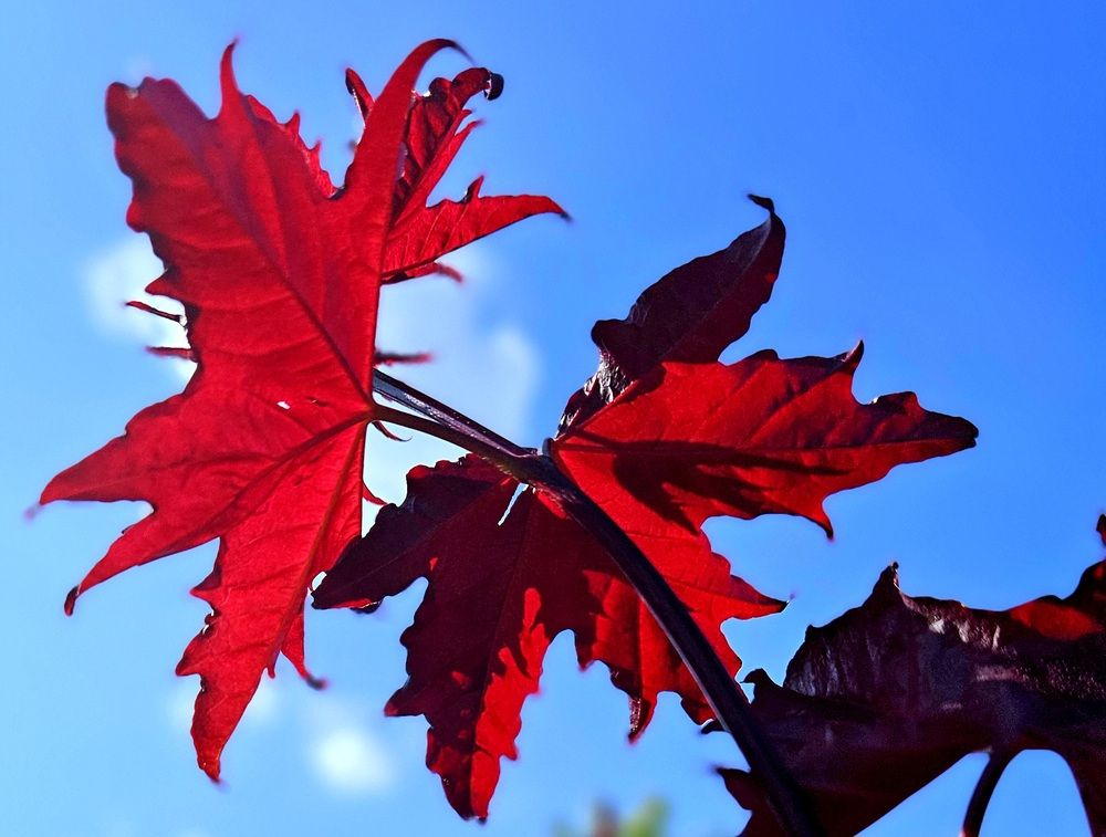 Photograph by Наталья Анисимова