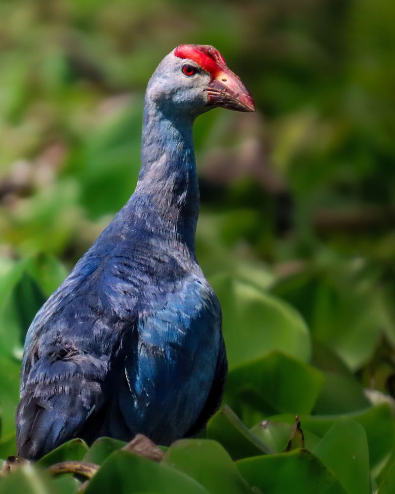 Photograph by Tanusri RoyChowdhury