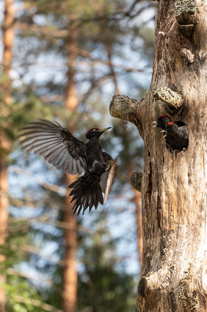 Фотография автора Светлана Зимина
