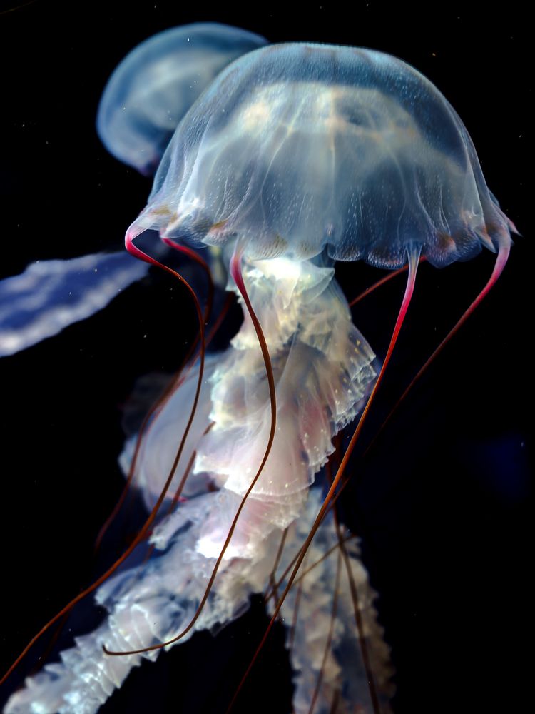 Photograph by Uesan Aliace