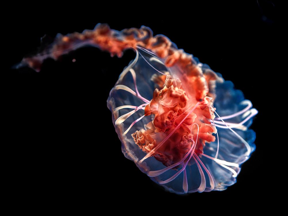 Photograph by Uesan Aliace