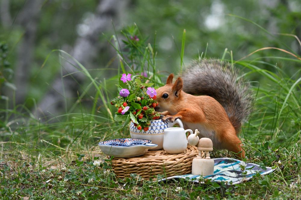 Ягодные витамины для белочки