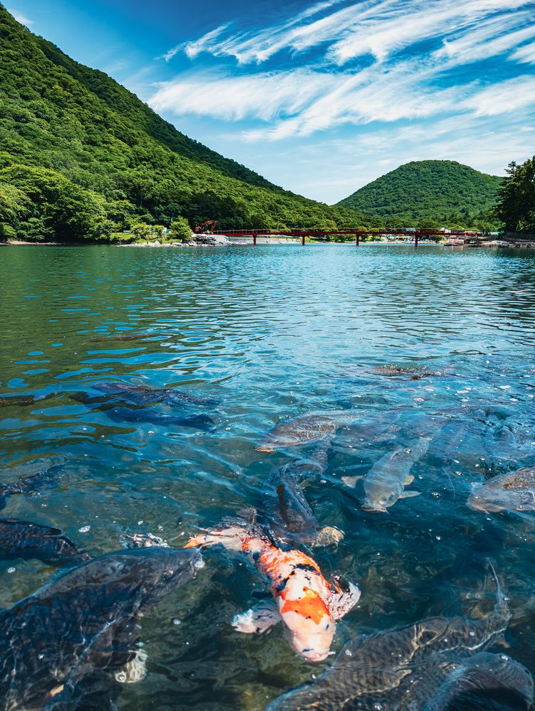 Фотография автора Uesan Aliace