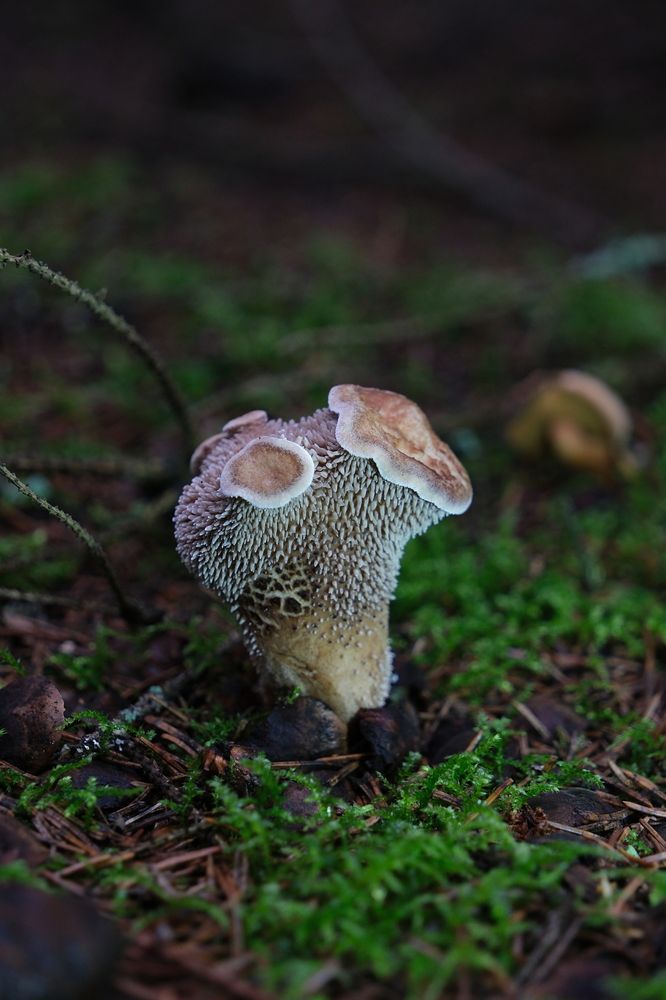 Photograph by Светлана Ощепкова