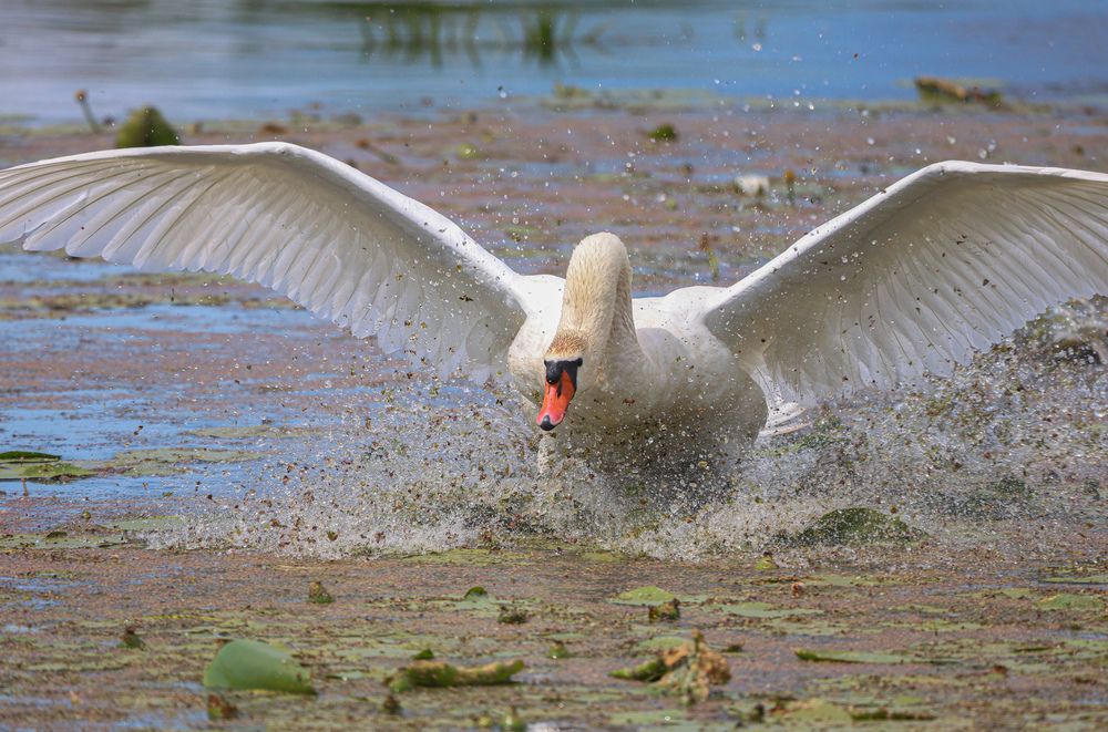 Фотография автора Григорий Борняков
