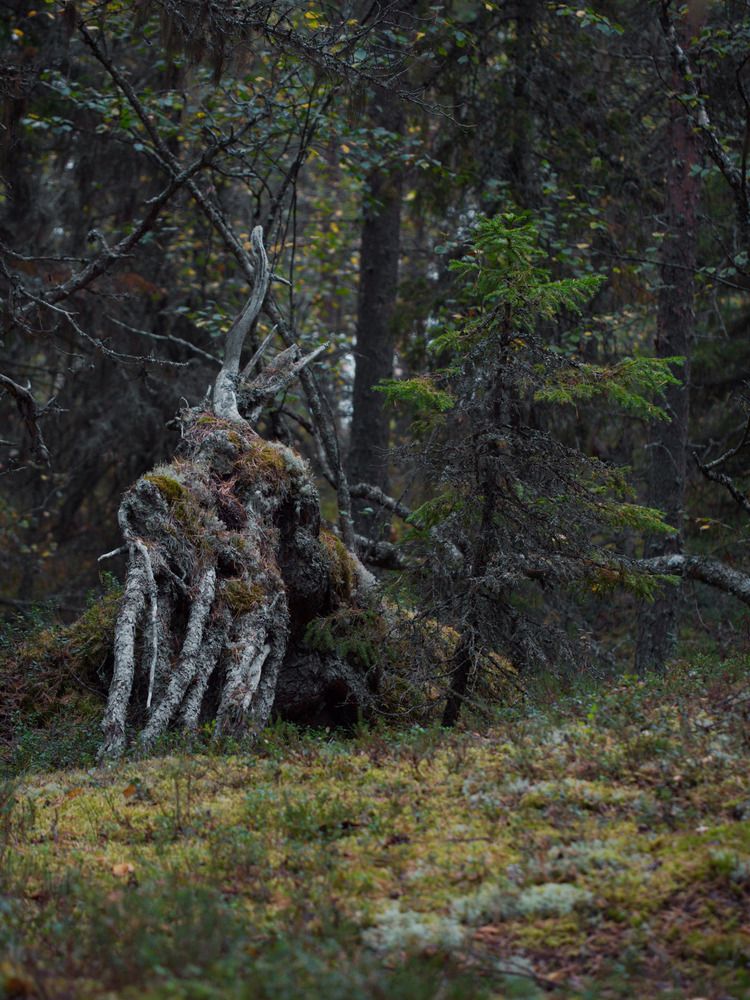 Photograph by Поляков Алексей