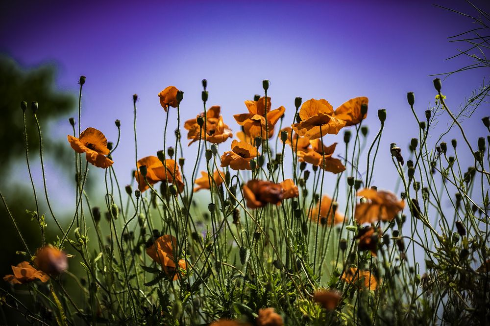 Фотография автора Михаил Лупина