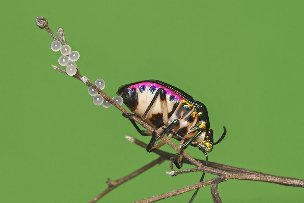 Фотография автора ARUNAVA DEY