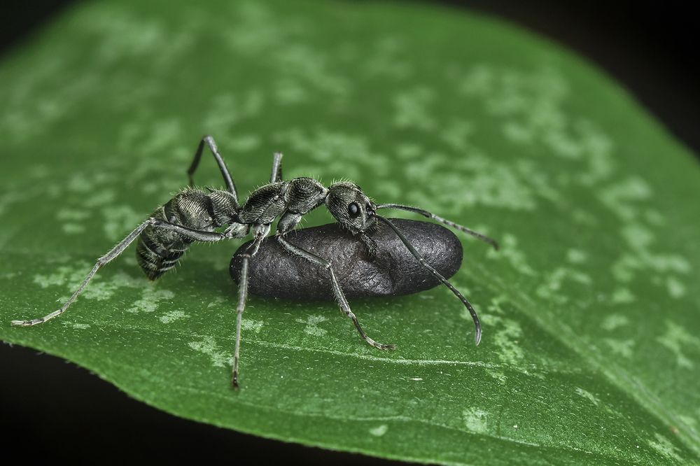 Фотография автора ARUNAVA DEY