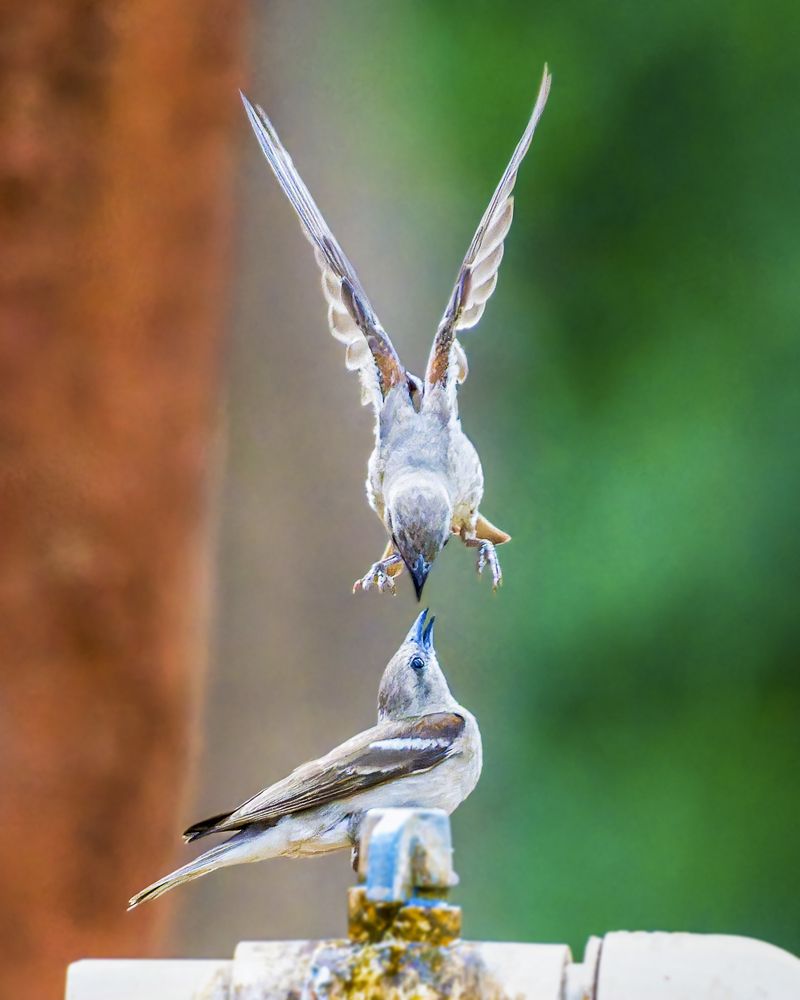 Photograph by Ashit Gandhi