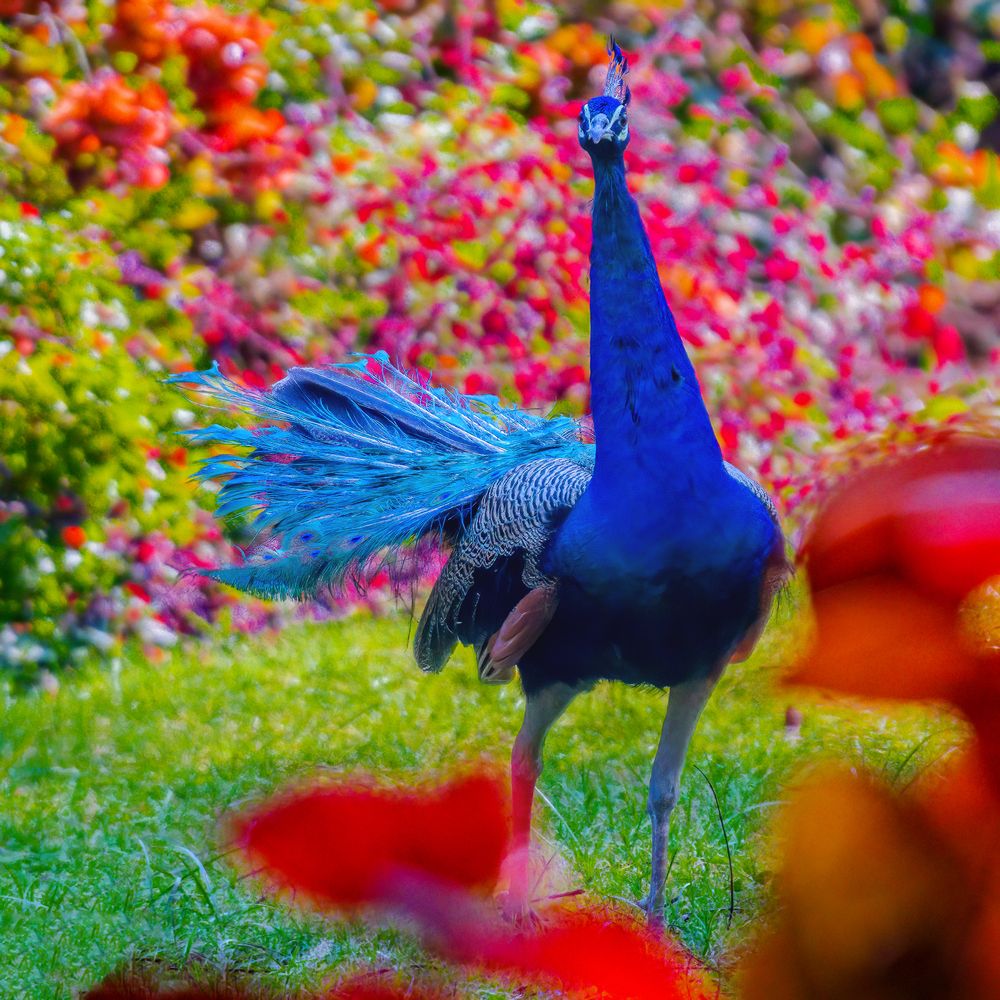 Photograph by Ashit Gandhi