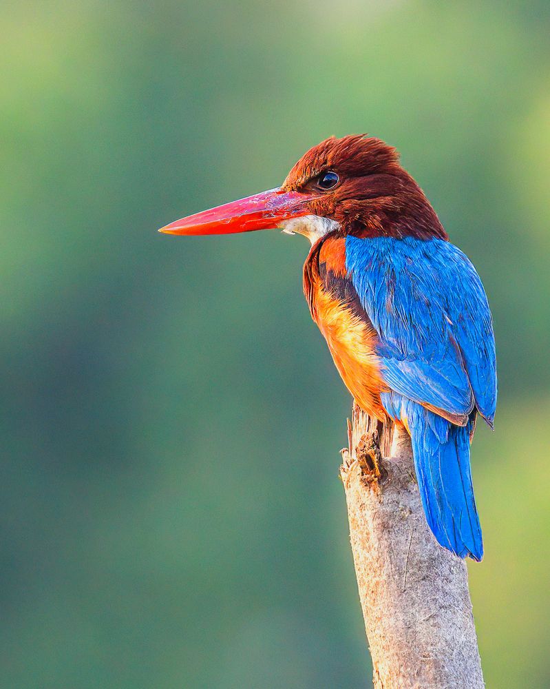 Photograph by Ashit Gandhi