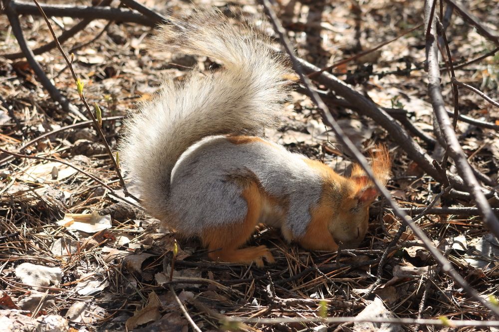 Линяющая белка в поисках еды