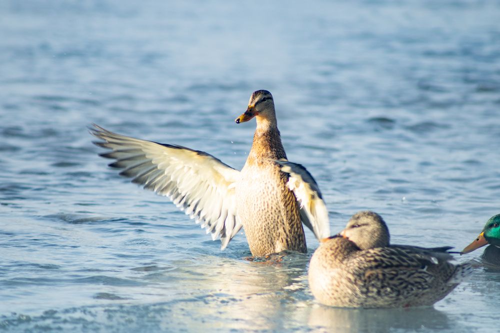 Фотография автора Пешков Егор