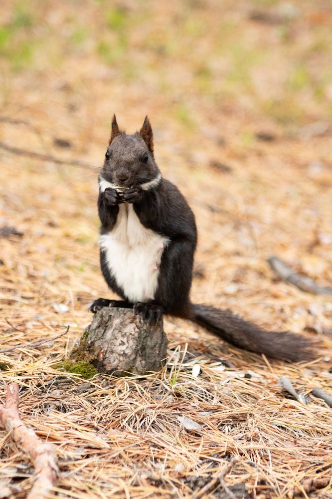 Фотография автора Пешков Егор