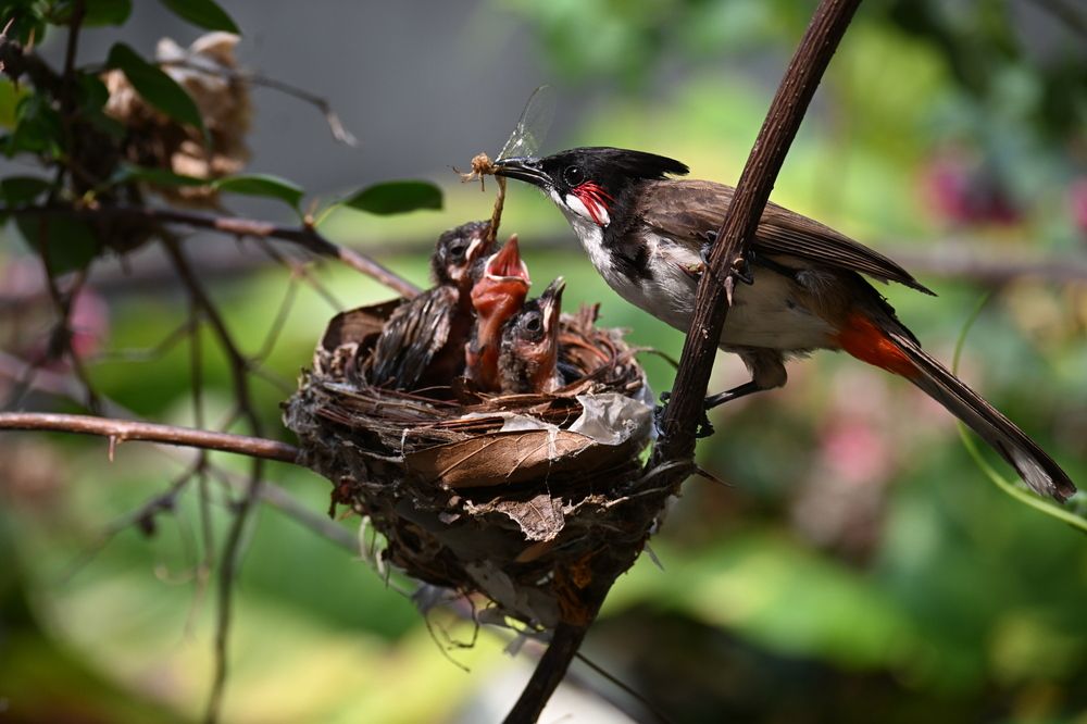 Motherhood in th wild