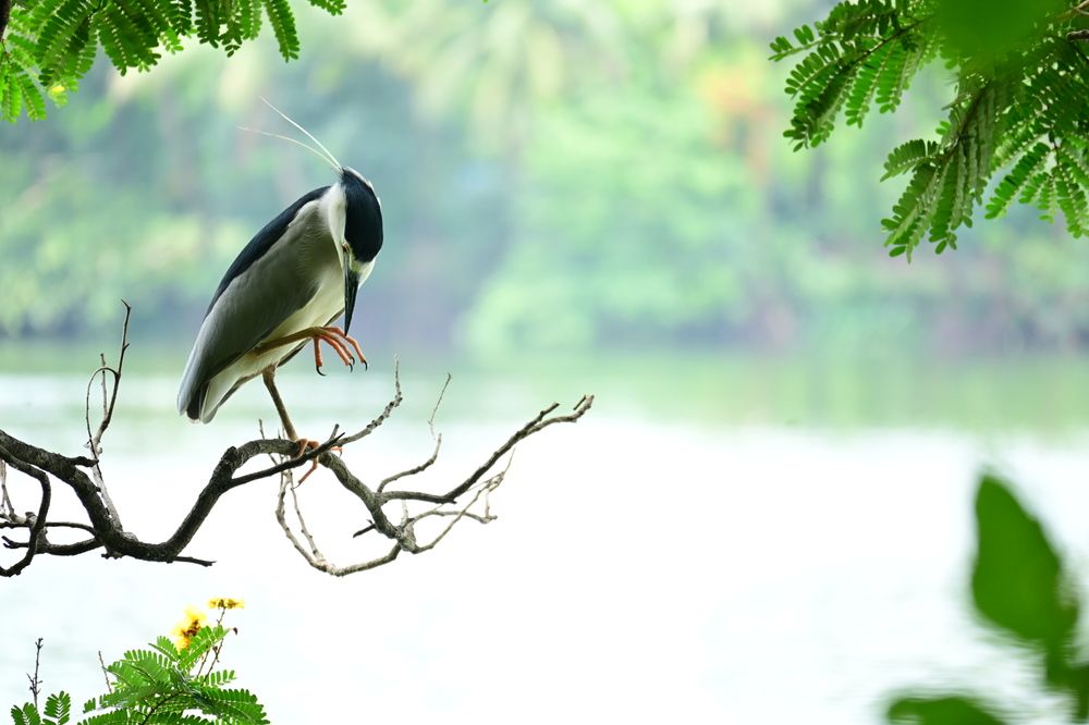 Night crowned beauty