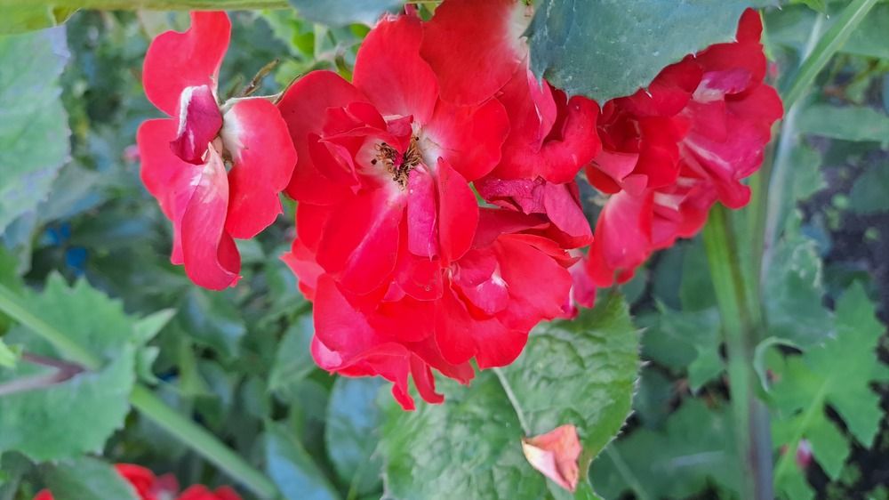 Photograph by Николай Худяков