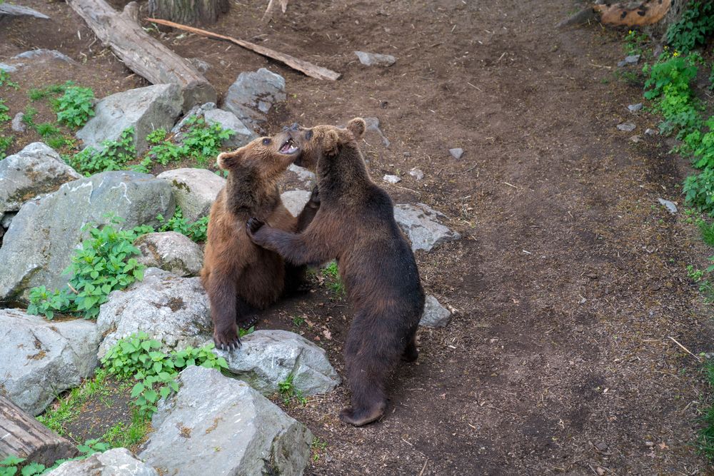 Photograph by Plamen Nikolov