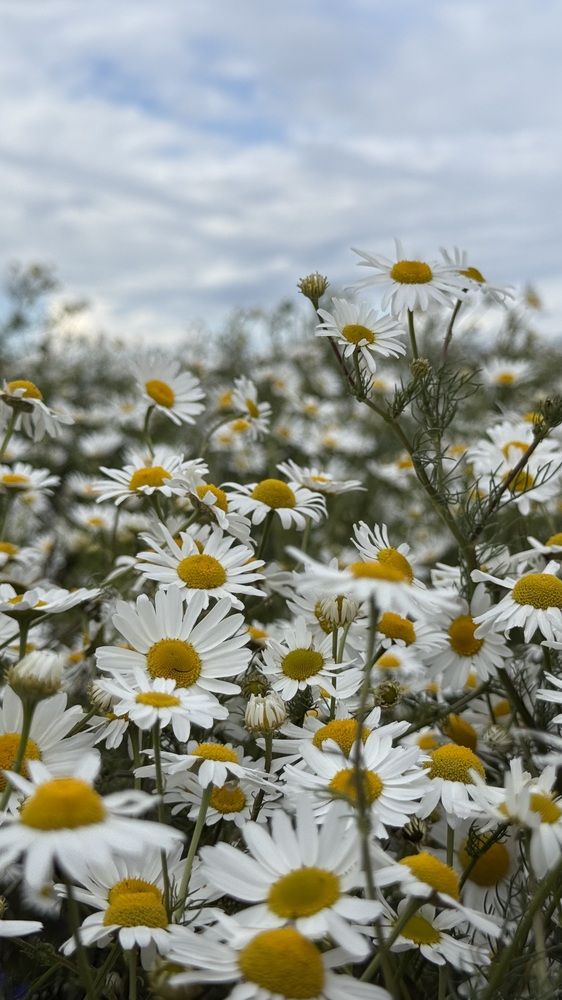 Фотография автора Юлия Денисенко