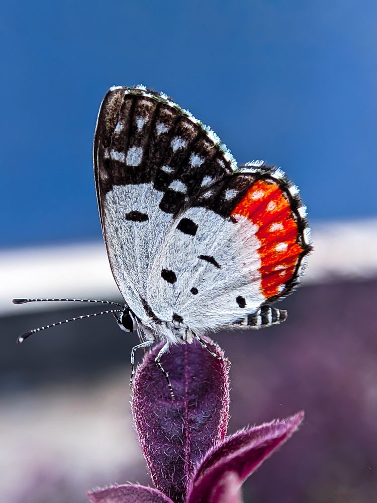 Photograph by Ameen Ahmed L