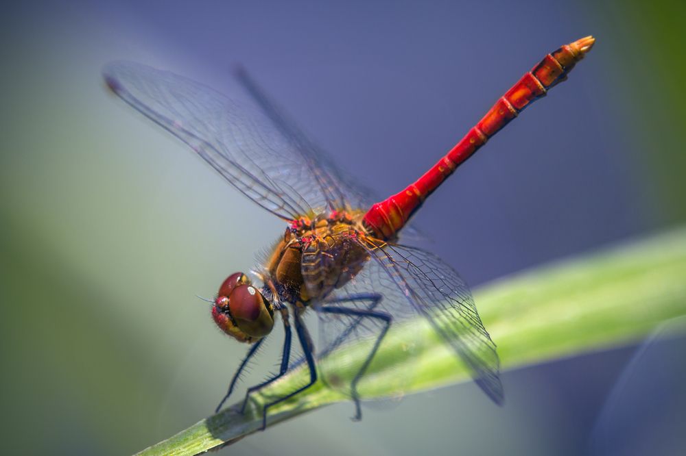 Photograph by Алексеев Сергей