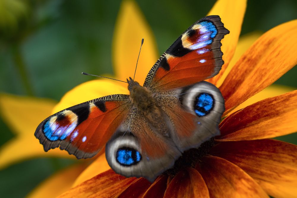 Photograph by Алексеев Сергей