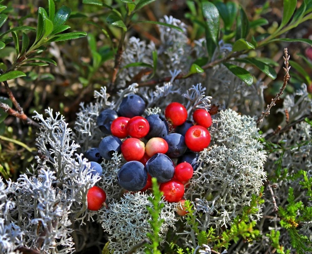 Photograph by Юлия Иванова