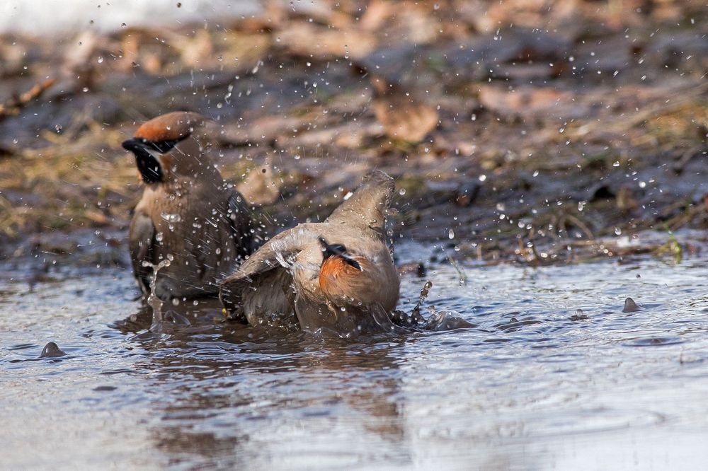 Photograph by Сосновских Вячеслав