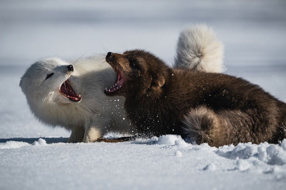 Photograph by Nikita Chicherin