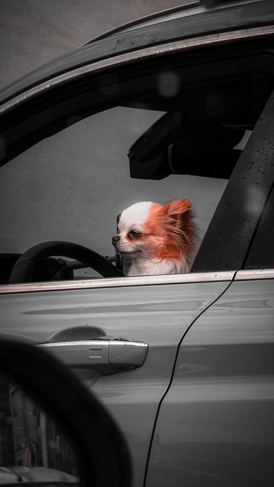 Фотография автора Григорий