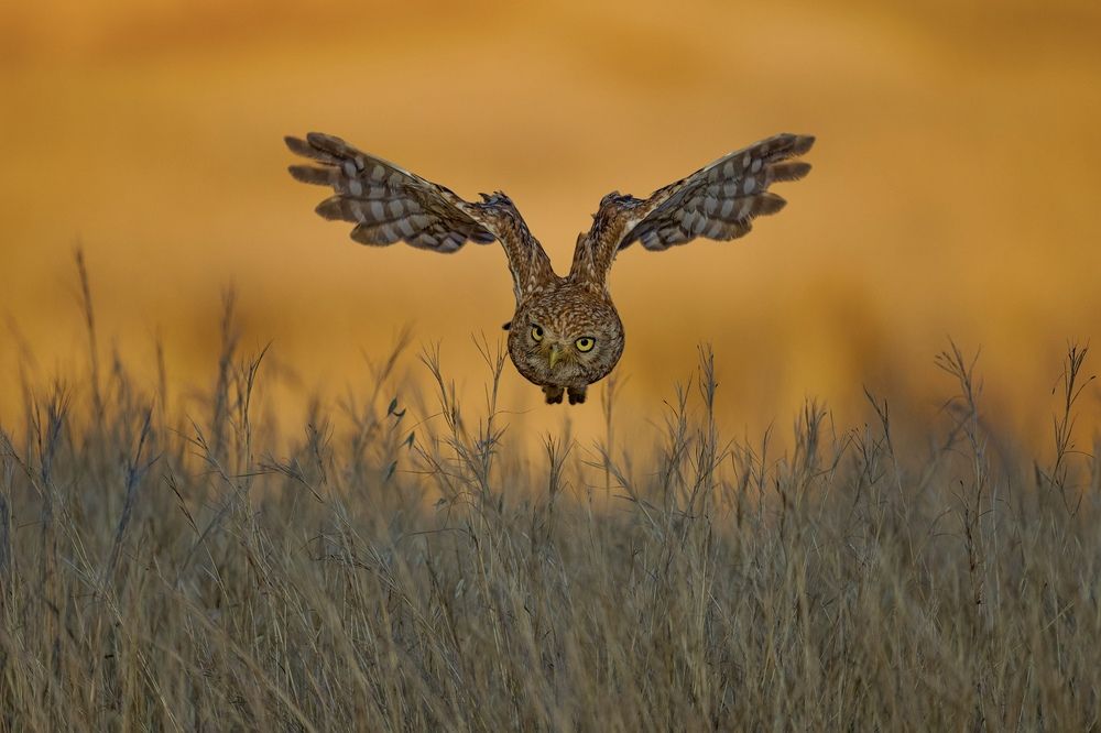 Фотография автора David Manusevich