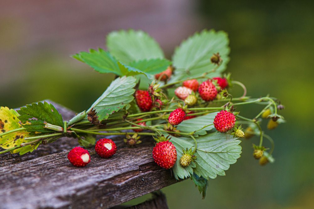 Photograph by Галина Искандарова