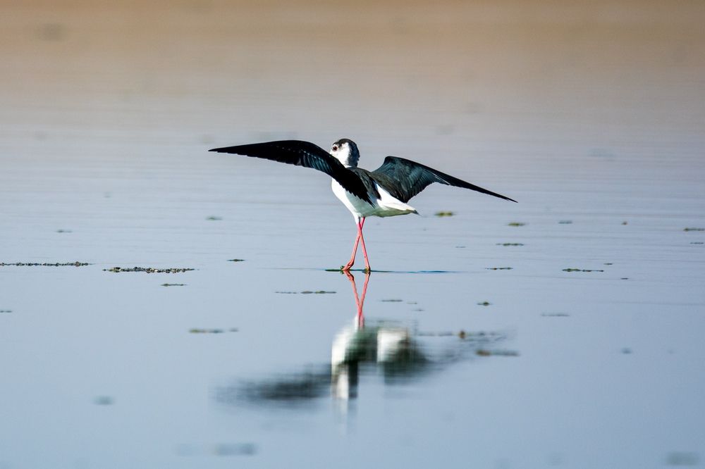 Elegant and graceful