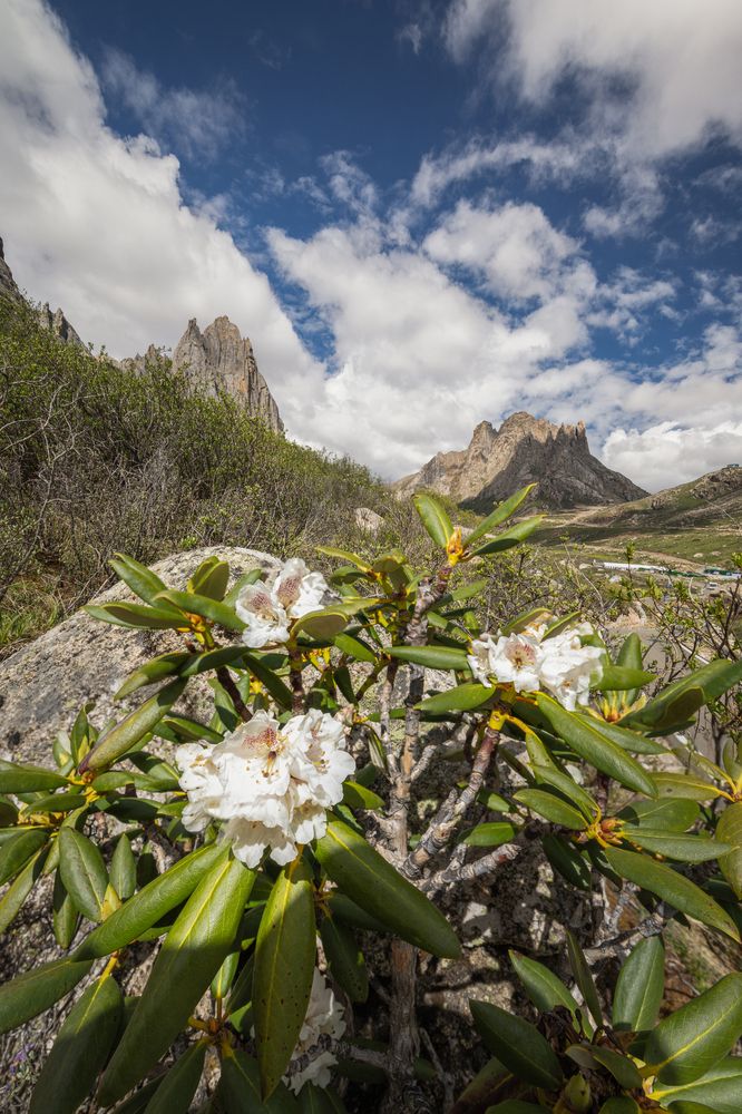 High mountain flowers