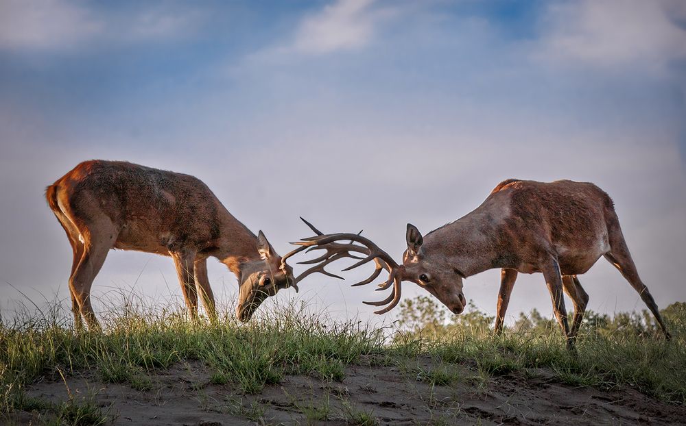 Photograph by Mario Fiorucci