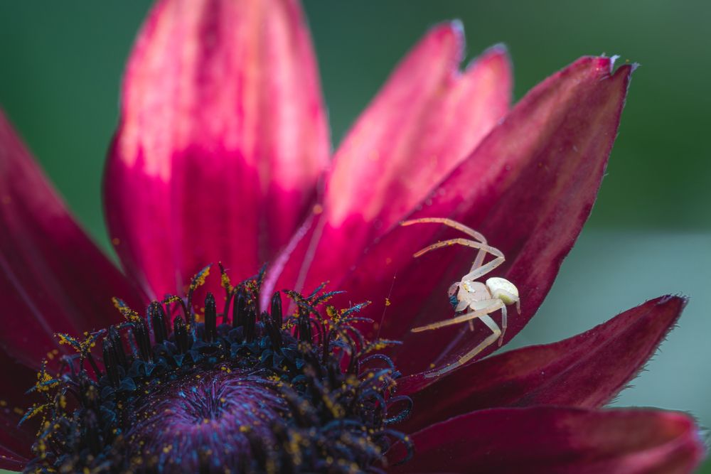 Photograph by Suzuki Ryuta