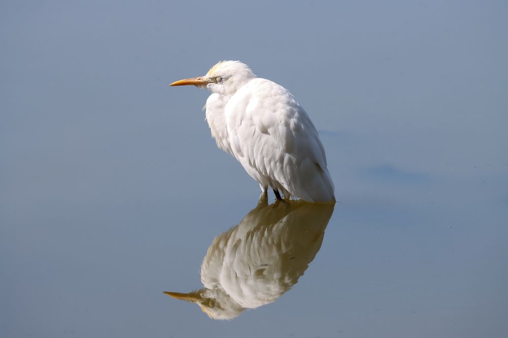 Egret
